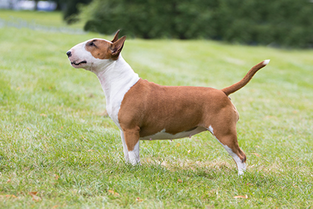 Miniature Bull Terrier